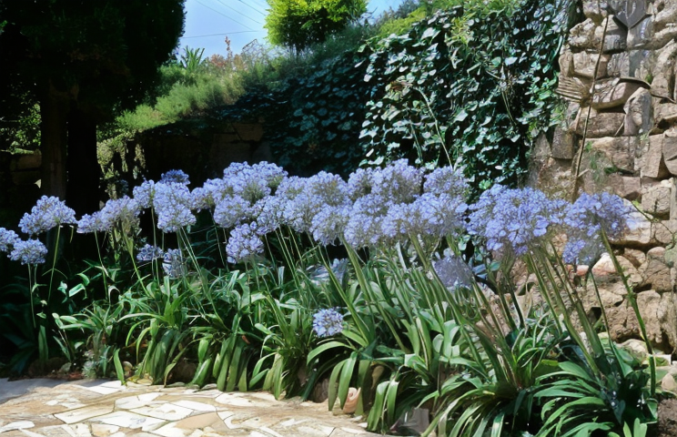 Agapanthus umbellatus blu in piena fioritura in un giardino mediterraneo