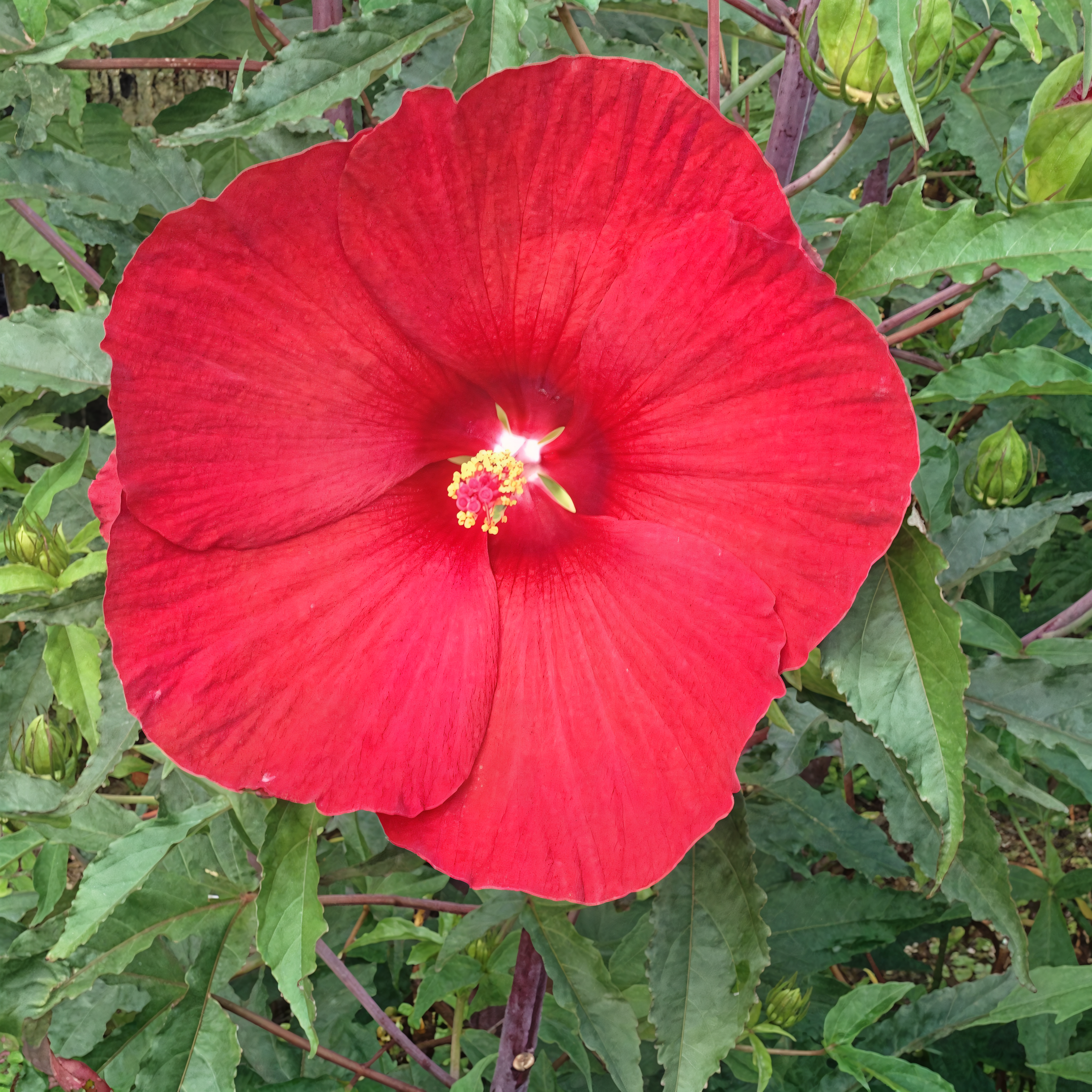 Hibiscus moscheutos 'Raijin' fioritura estiva in giardino acquatico con fiori rosa