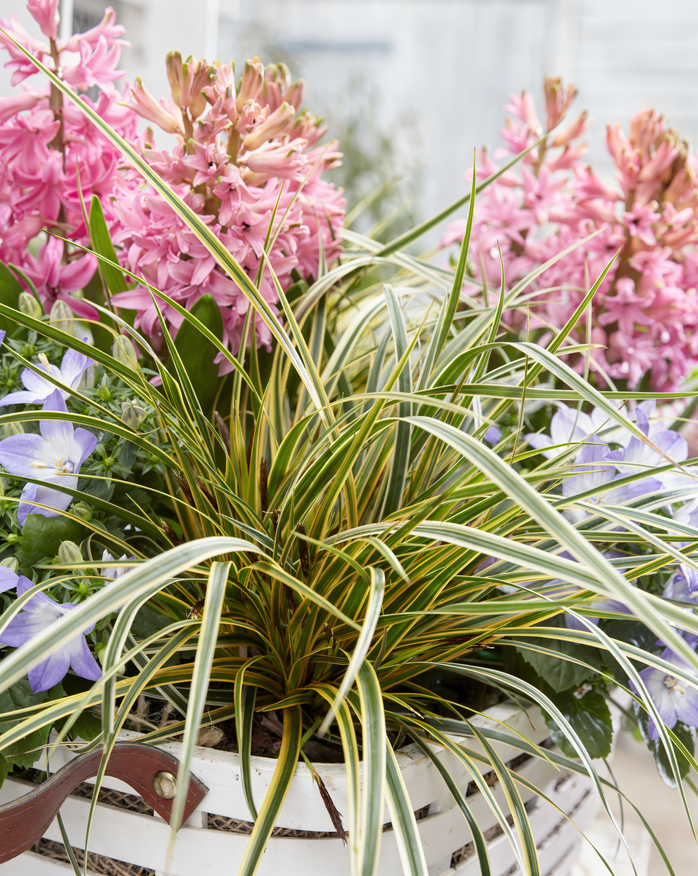 Carex morrowii Everglow con fogliame variegato in un giardino ombreggiato