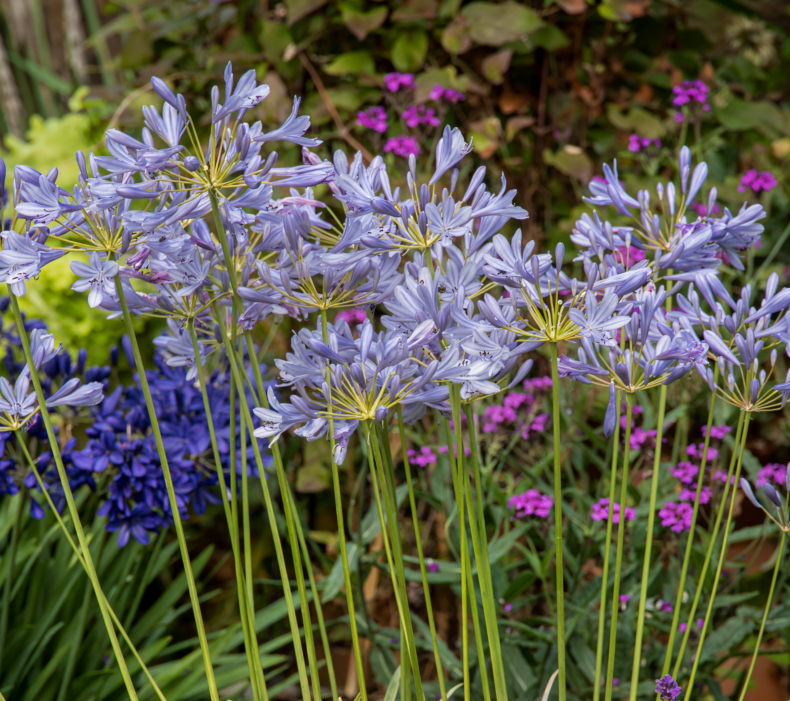 Agapanthus 'Neverland' in piena fioritura, con fiori blu-violacei e foglie a nastro, in un giardino mediterraneo