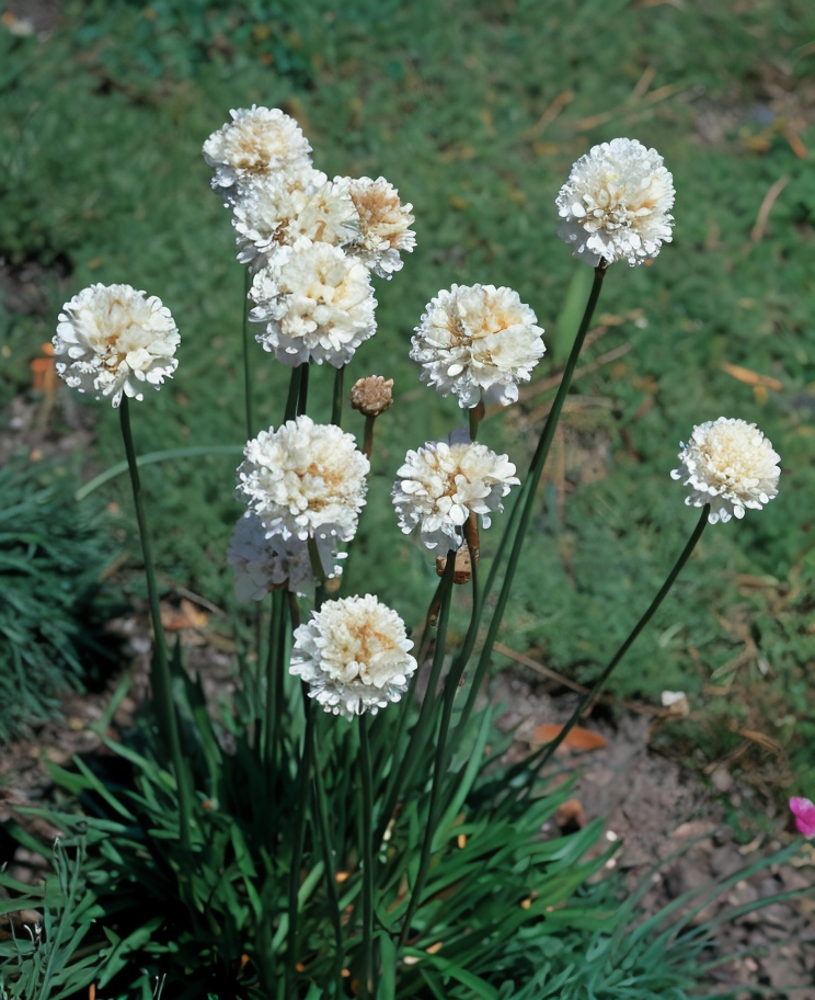 Armeria maritima 'Alba' in fiore, in un giardino roccioso pieno di sole.