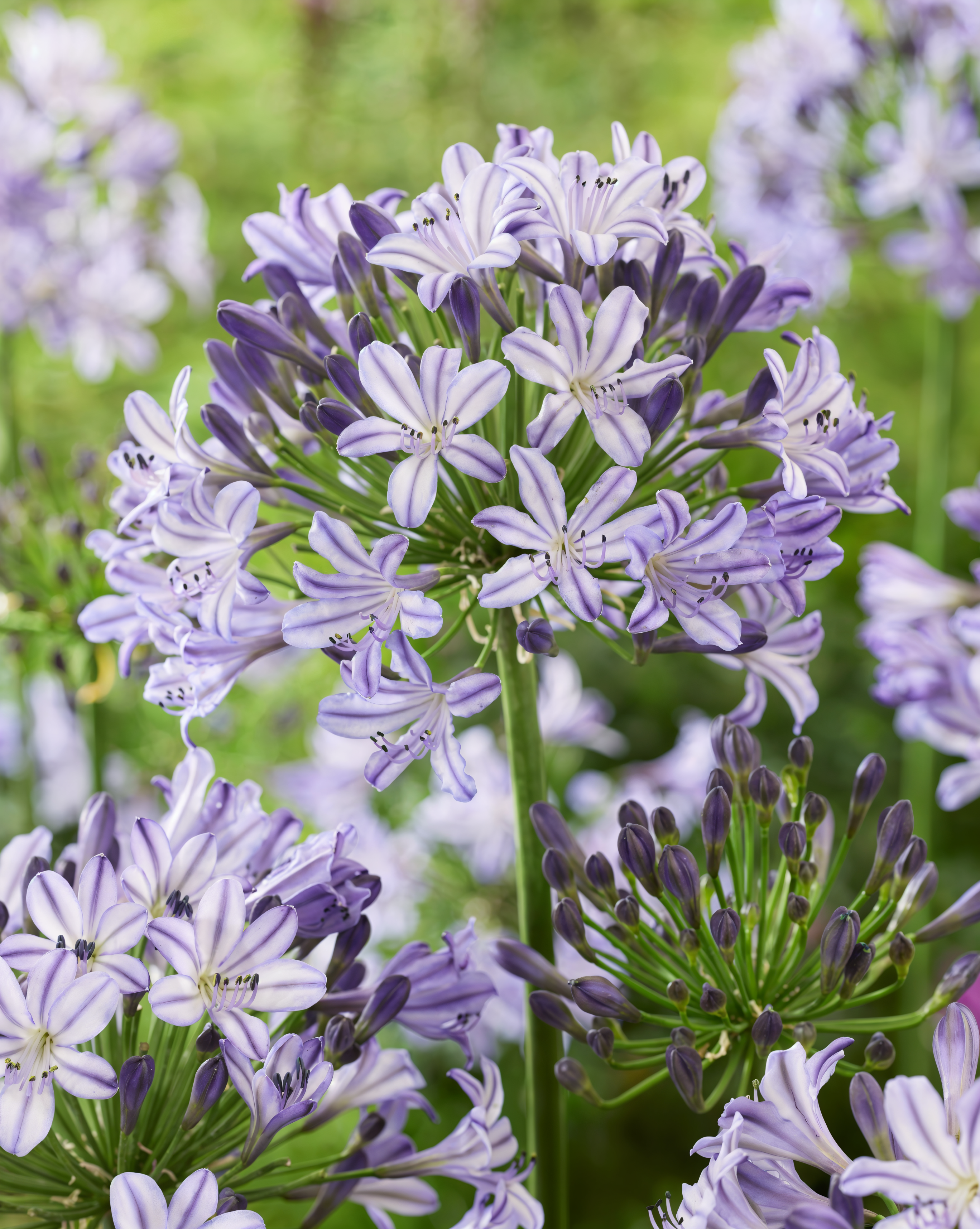 Agapanthus 'Poppin Star' in piena fioritura con fiori blu intenso nel giardino