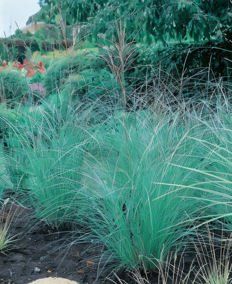 Miscanthus sinensis Klein Silberspinne in piena fioritura nel giardino