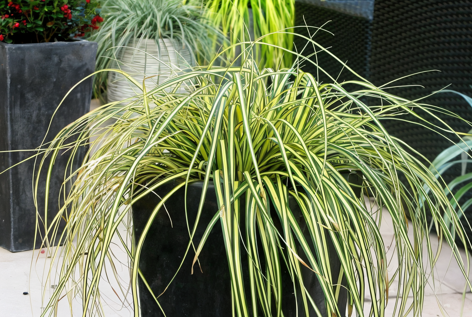 Carex oshimensis 'Everoro' in giardino con foglie variegate dorate e verdi