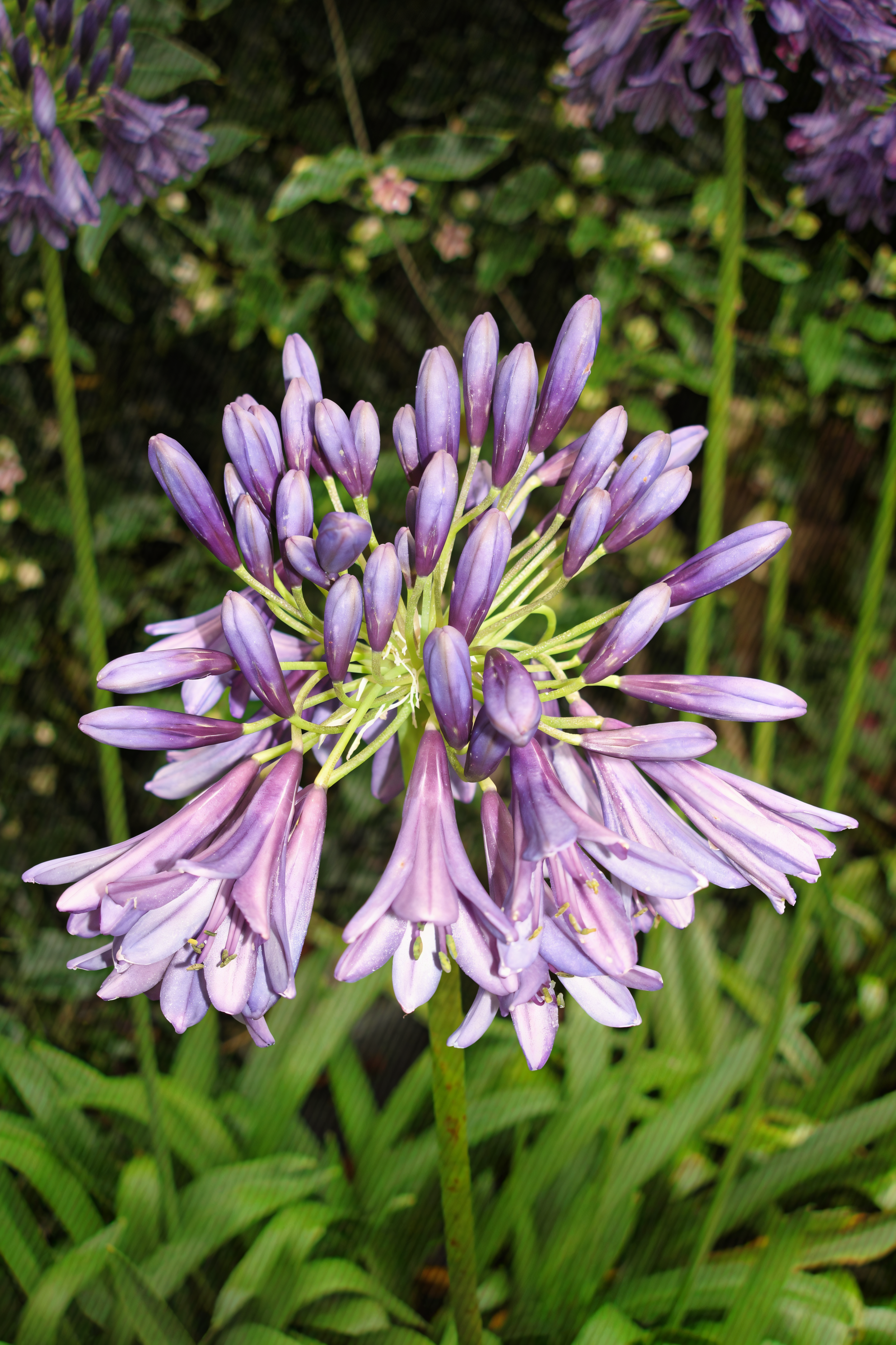 Agapanthus 'Purple Heart' in piena fioritura con fiori viola intenso in un giardino mediterraneo.