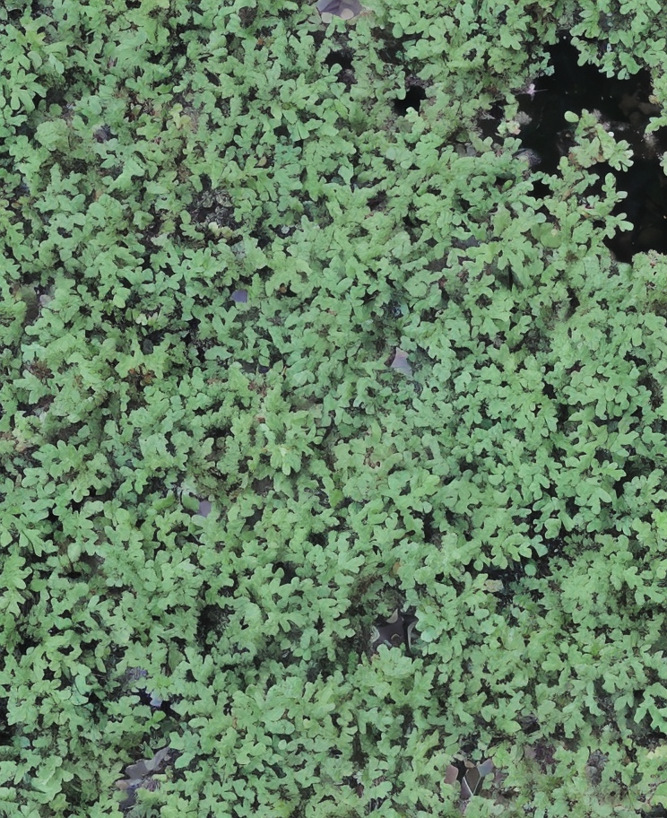 Azolla caroliniana, felce acquatica galleggiante in laghetto
