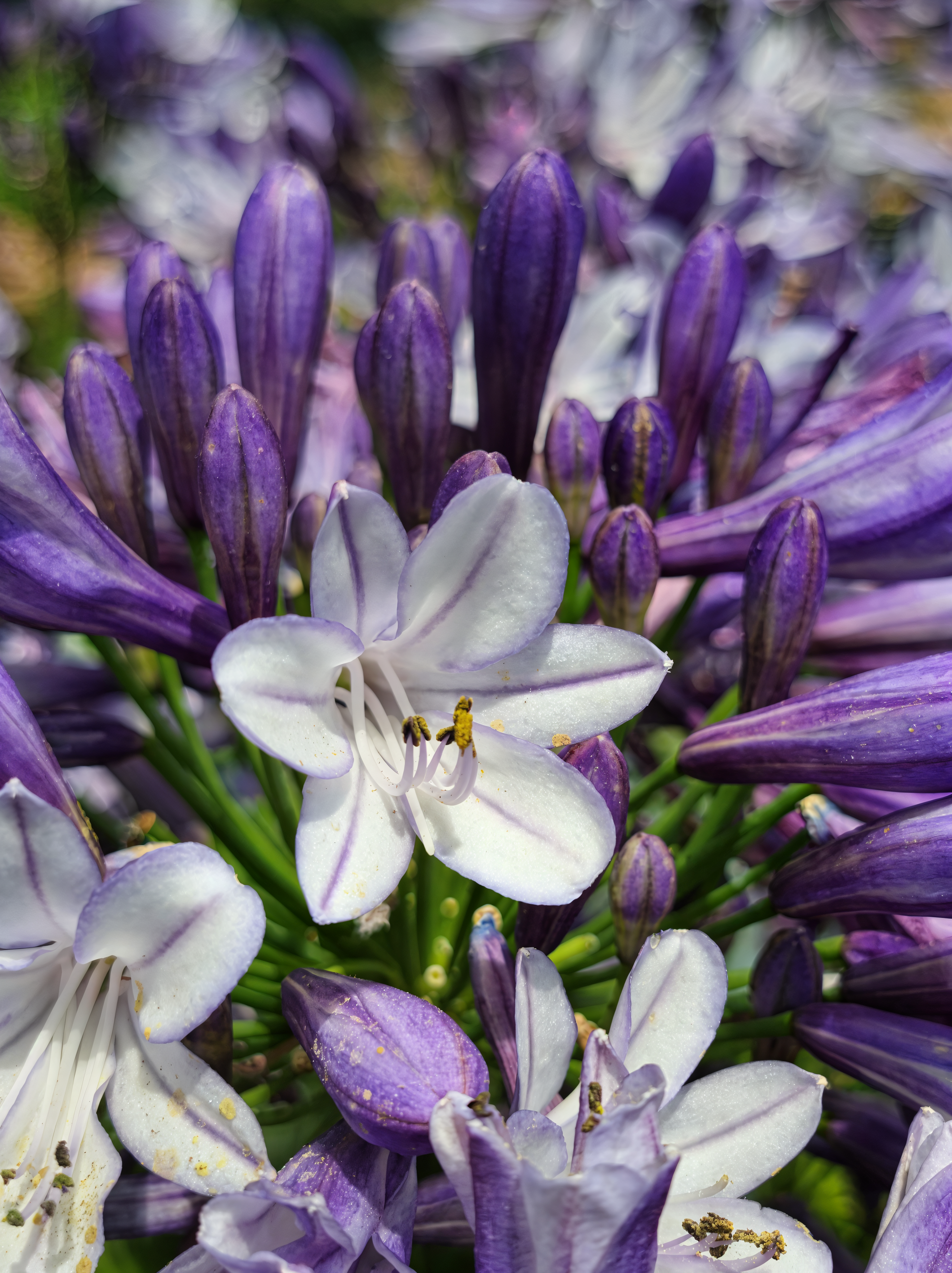 Agapanthus 'Midnight Moon' in piena fioritura con fiori blu scuro