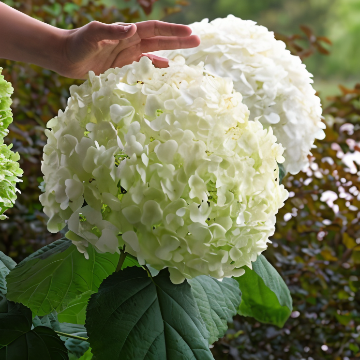 Hydrangea arborescens Strong Annabelle in piena fioritura, fiori bianchi maestosi