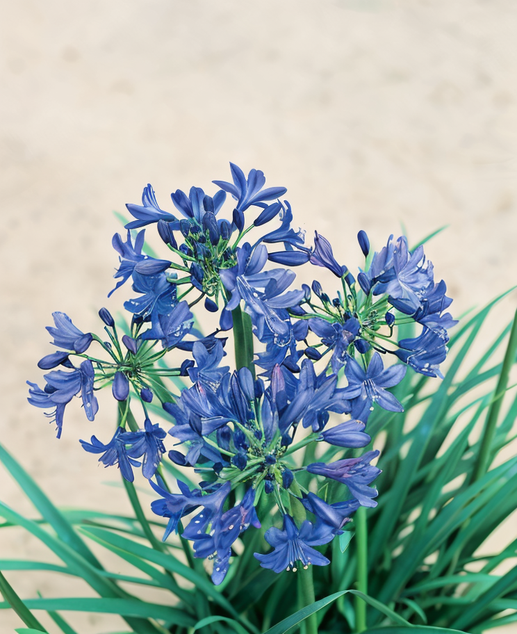 Agapanthus 'Black Pantha' in piena fioritura con fiori viola scuro nel giardino