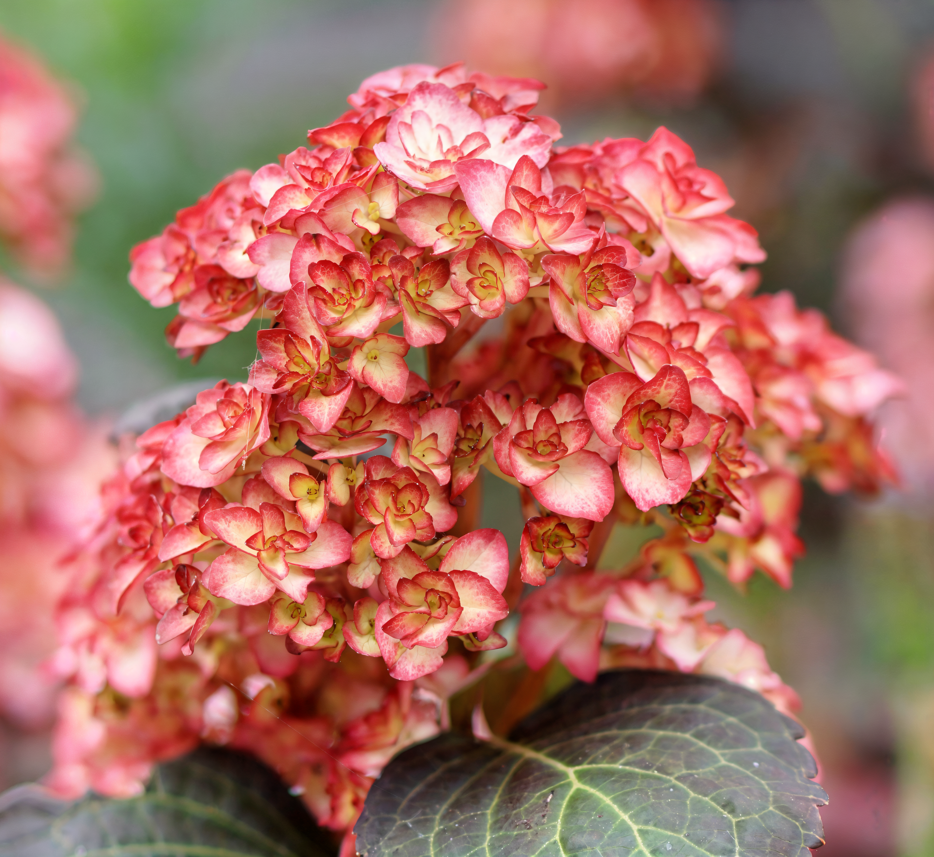 Hydrangea macrophylla 'You & Me Miss Saori' in piena fioritura con petali rosa e bianchi