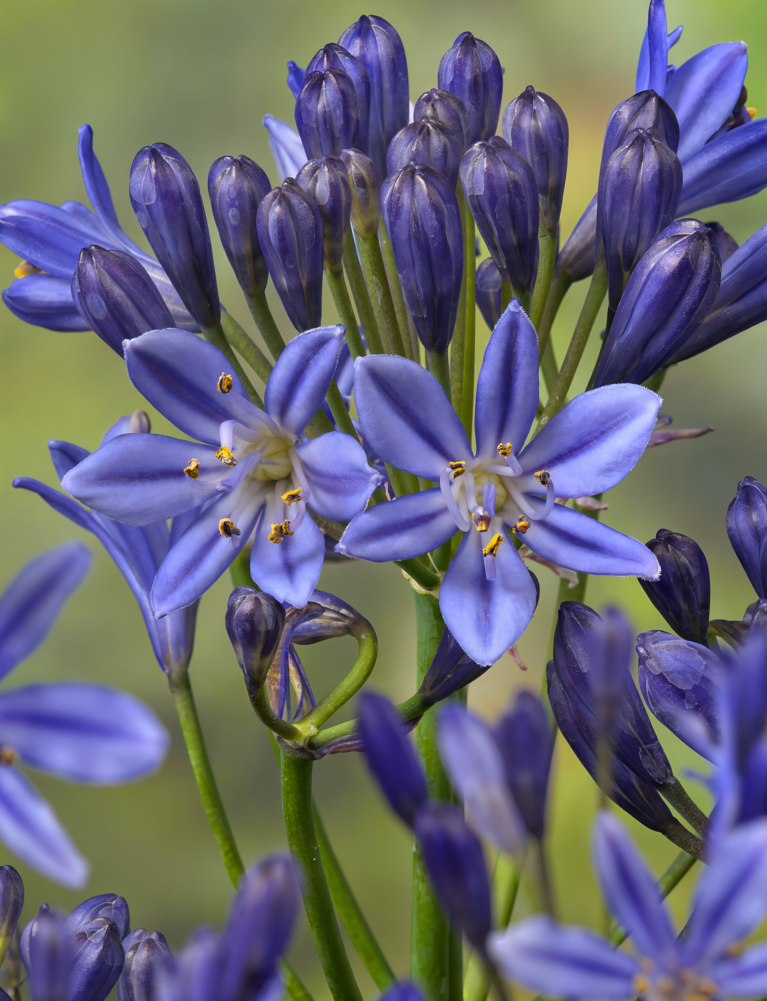 Agapanthus 'New Blue' in piena fioritura, design giardino mediterraneo
