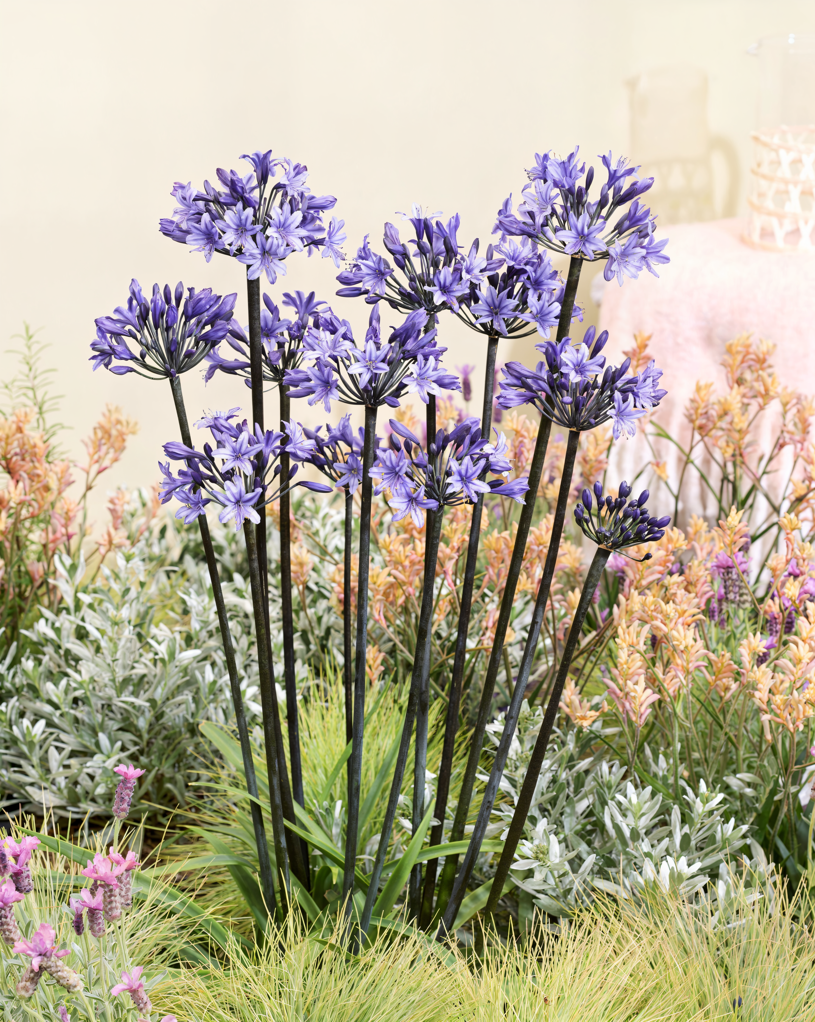 Agapanthus 'Black Arrow' in piena fioritura, design giardino moderno