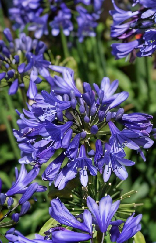 Agapanthus 'Ever Sapphire' blu zaffiro in fiore, esempio garden design