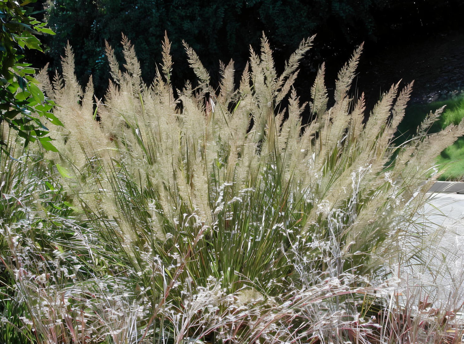 Calamagrostis brachytricha in piena fioritura con spighe setose al tramonto