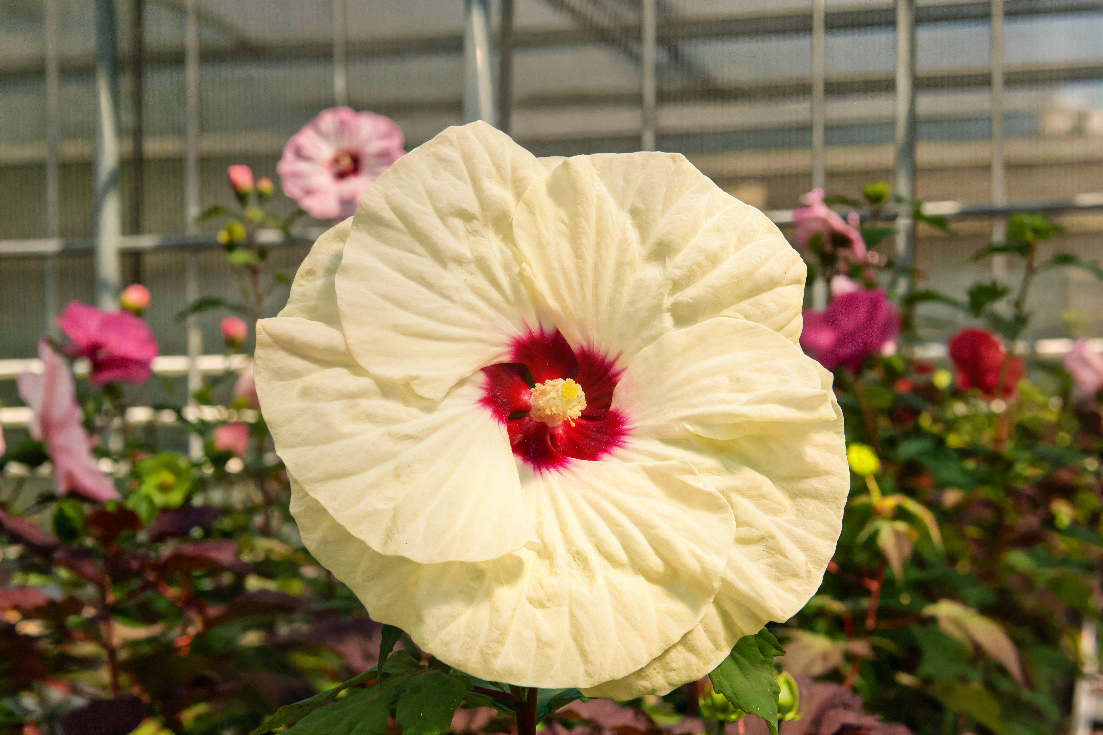 Hibiscus moscheutos 'French Vanilla' con grandi fiori bianchi in un giardino acquatico