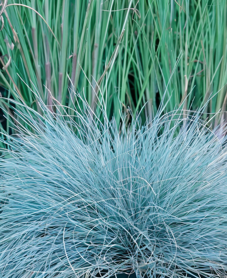 Festuca glauca 'Elijah Blue' con fogliame blu intenso in un giardino roccioso, in pieno sole.