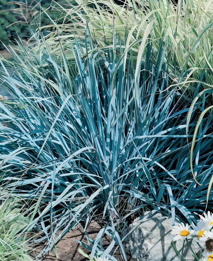 Leymus arenarius elegante graminacea ornamentale per giardino mediterraneo