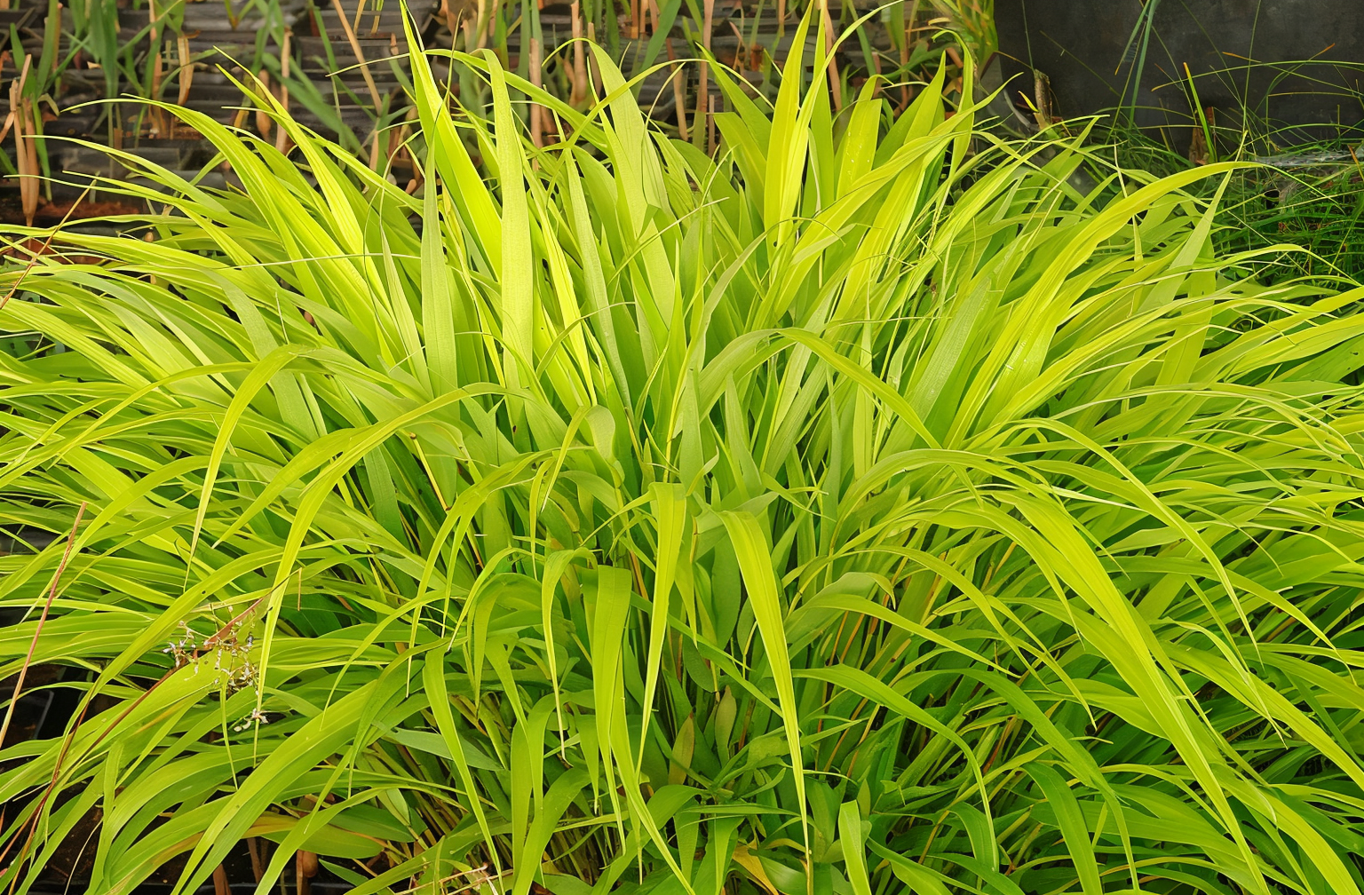 Hakonechloa macra 'All Gold' dorata in un giardino giapponese, sotto alberi. Erba del Giappone ornamentale.