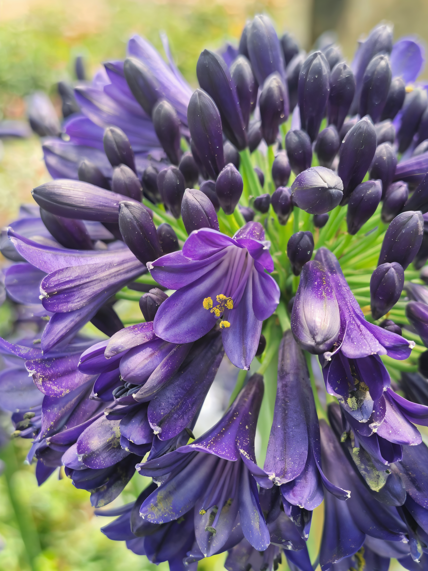 Agapanthus 'Midnight Sky', giglio africano blu scuro in fioritura, design da giardino