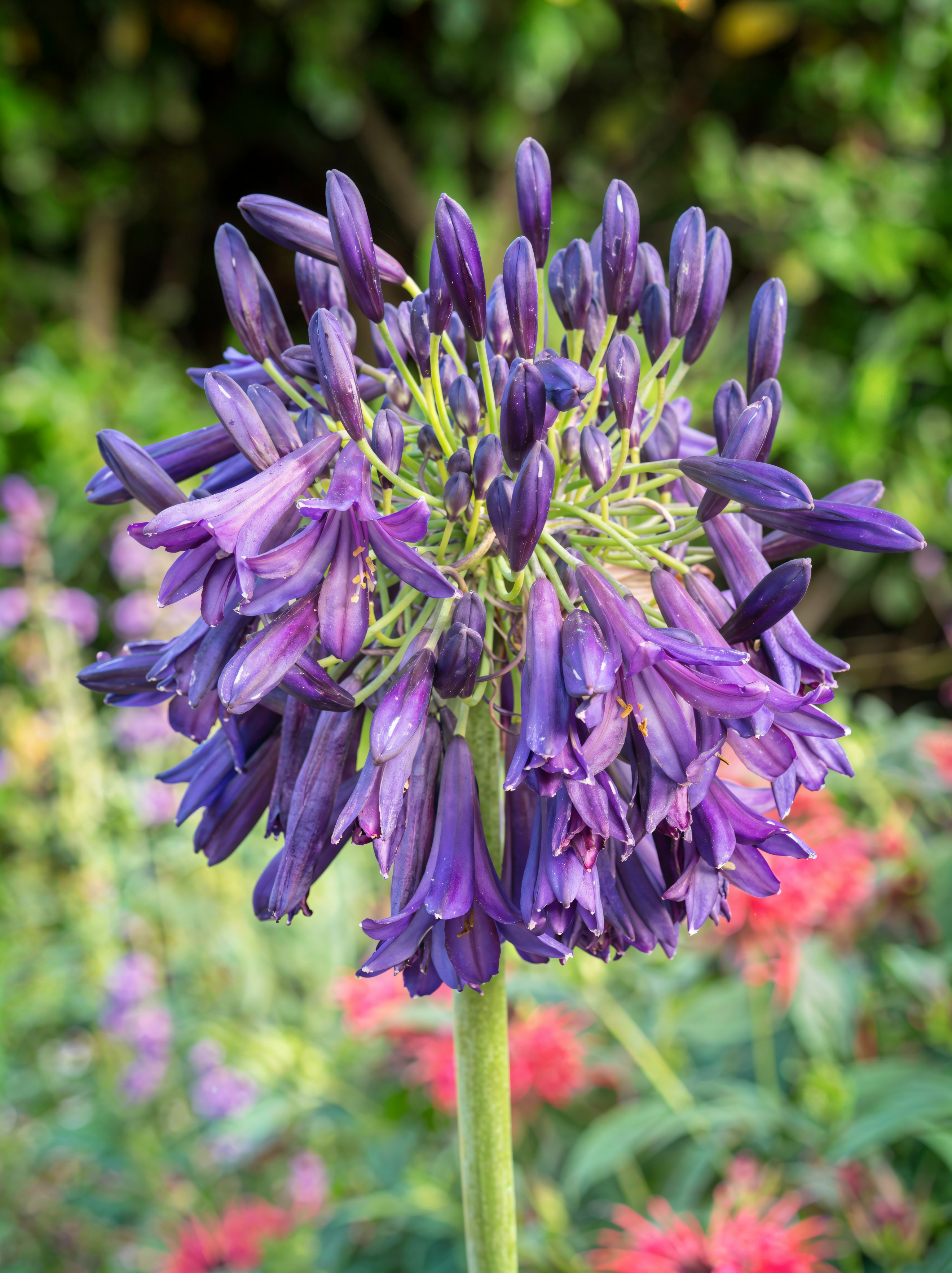 Agapanthus 'Purple Emperor' in piena fioritura, un tocco di eleganza viola nel giardino
