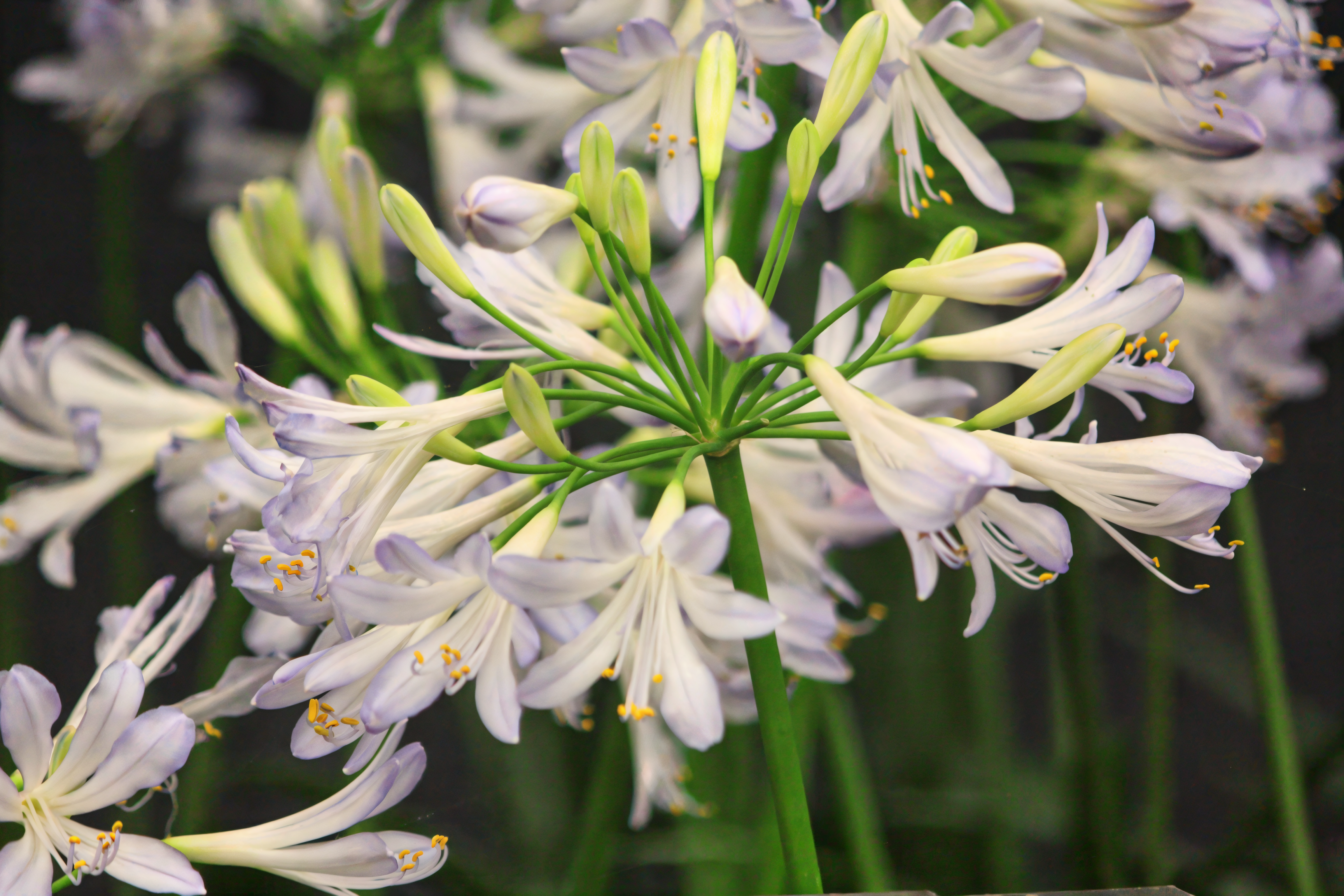 Agapanthus 'Phantom' in fioritura, giglio africano nel giardino mediterraneo
