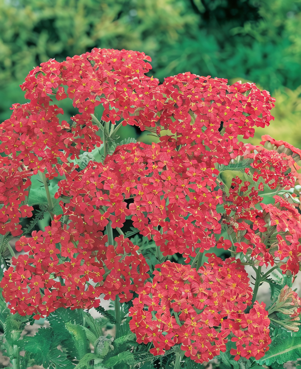 Achillea millefolium 'Cerise Queen' in piena fioritura in un giardino rustico