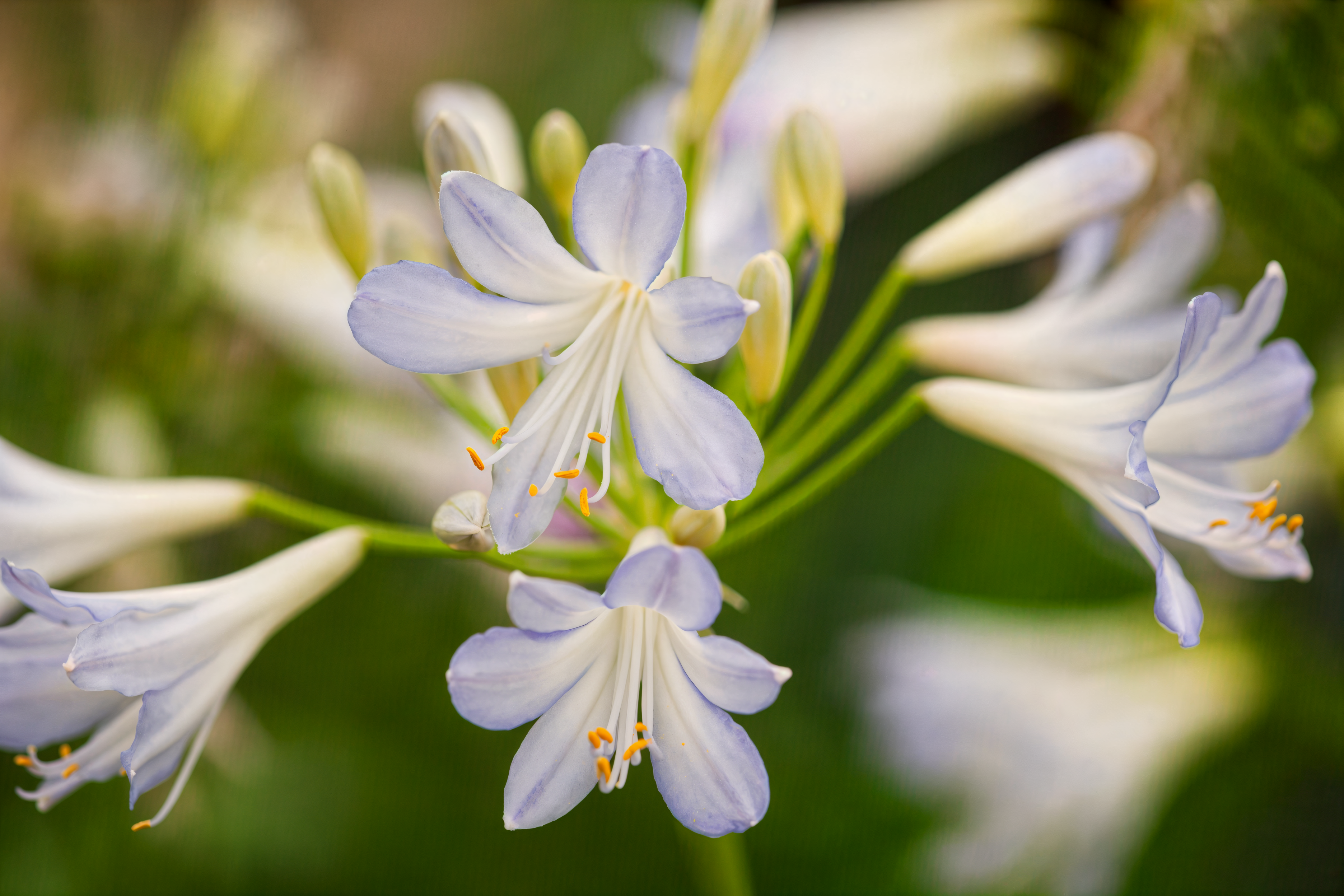 Agapanthus Silver Baby in piena fioritura con spighe di fiori blu-bianchi in un giardino soleggiato
