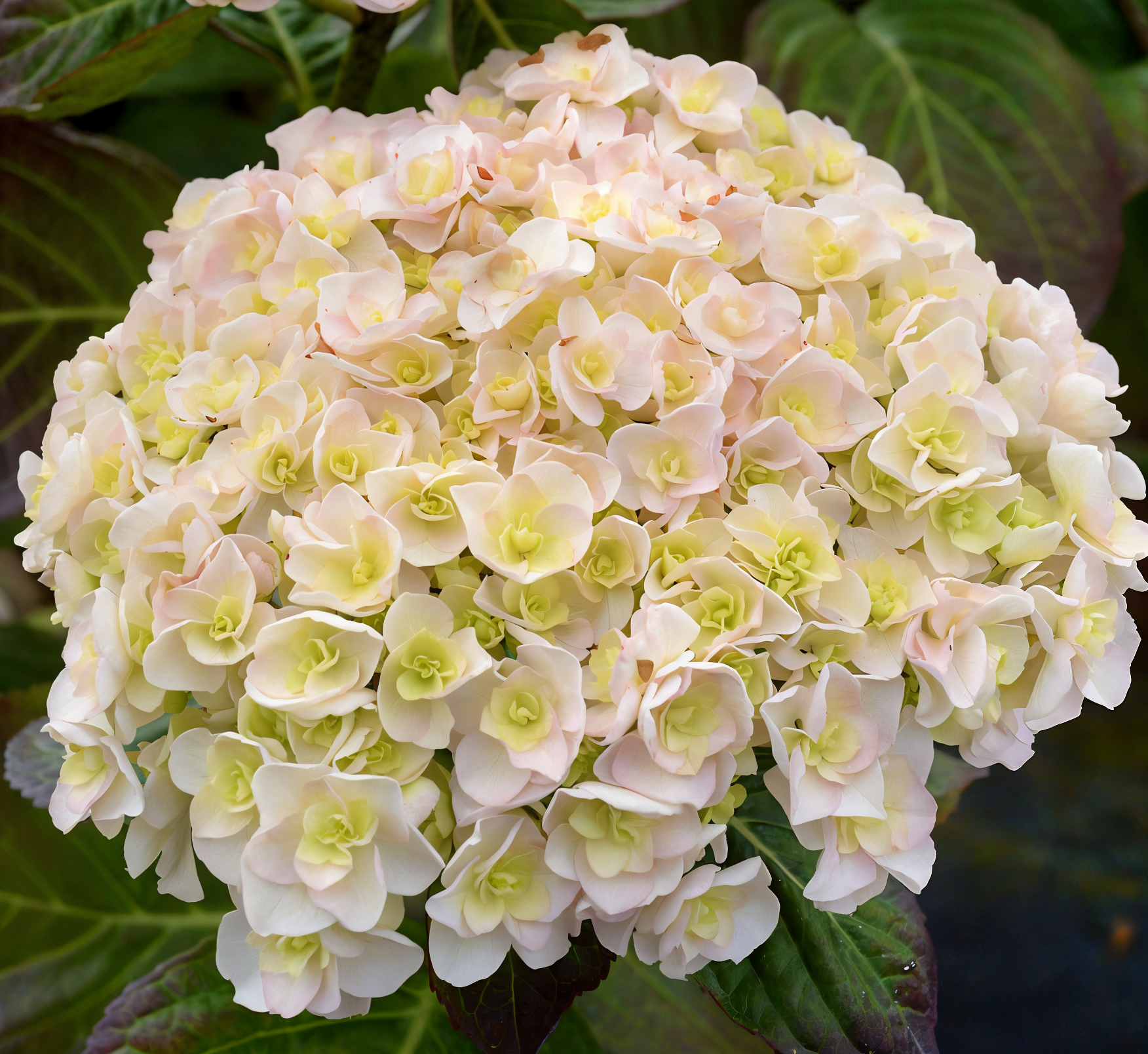 Hydrangea macrophylla 'Kazan' con grandi fiori rosa in un giardino elegante.