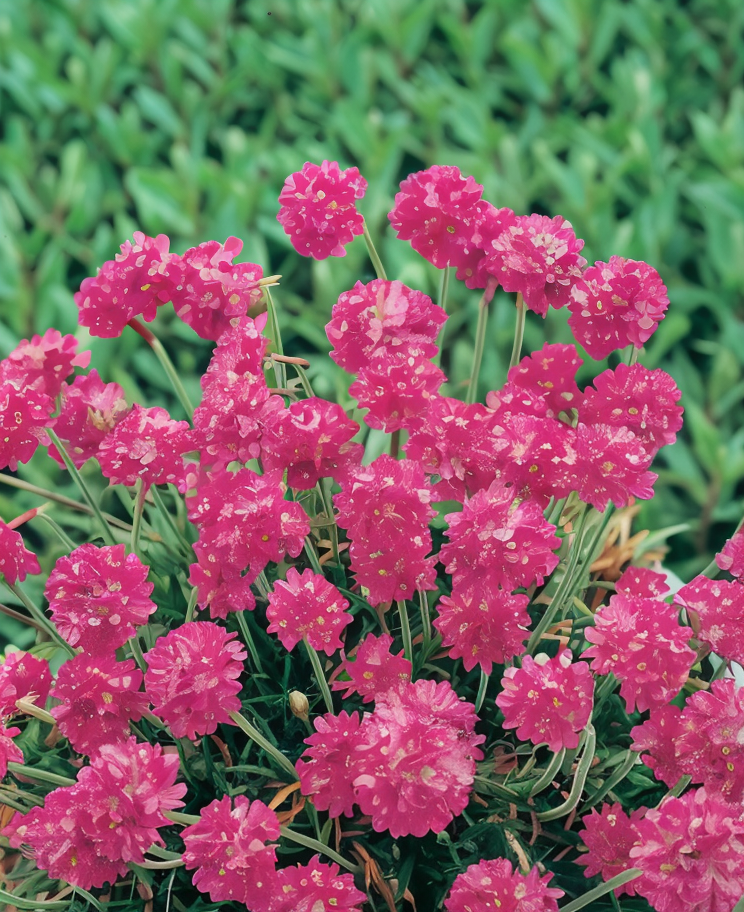 Armeria maritima 'splendens' in piena fioritura con fiori rosa vibranti in un giardino roccioso soleggiato.