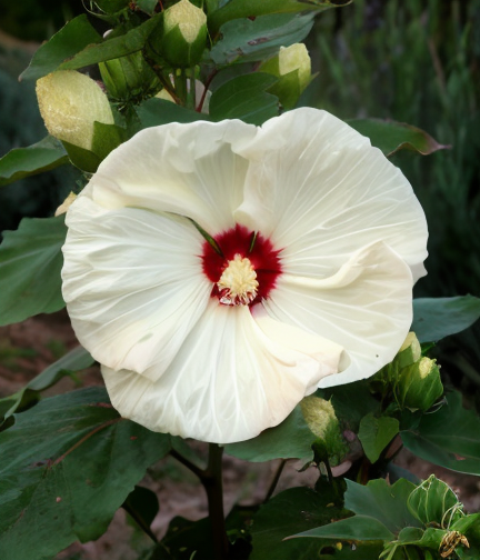 Hibiscus moscheutos 'Old Yella' in piena fioritura in un giardino acquatico