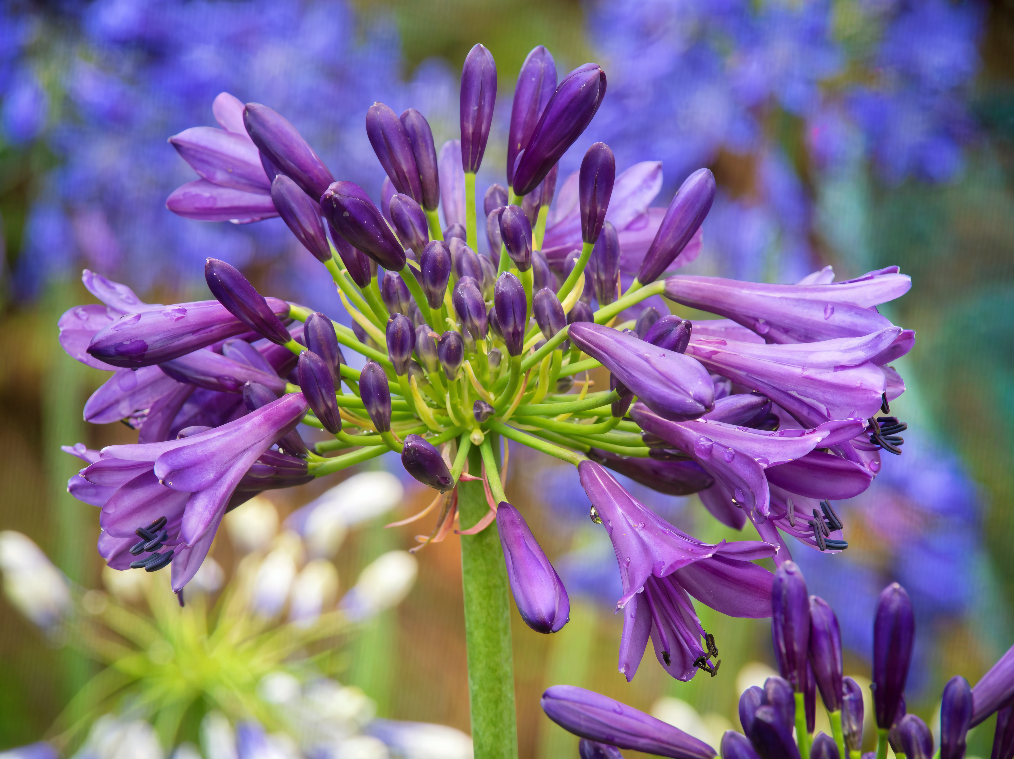 Agapanthus 'Purple Delight' in piena fioritura con spighe di fiori viola intensi in giardino.