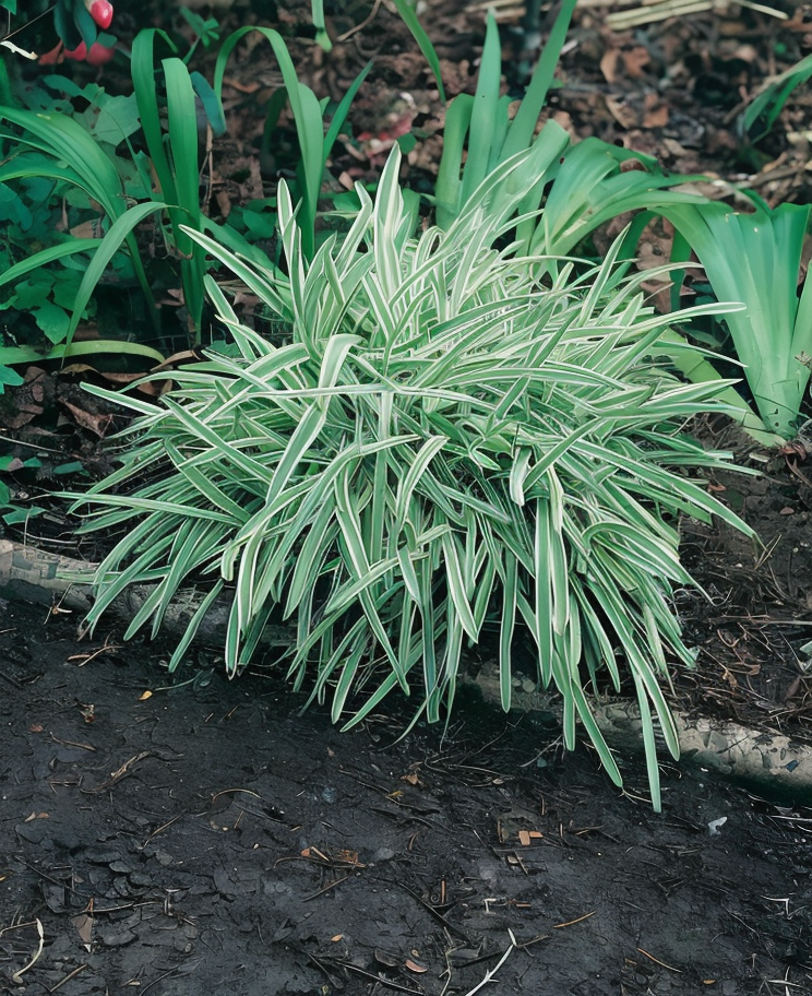 Agapanthus 'Tinkerbell' in fiore, bordura giardino elegante