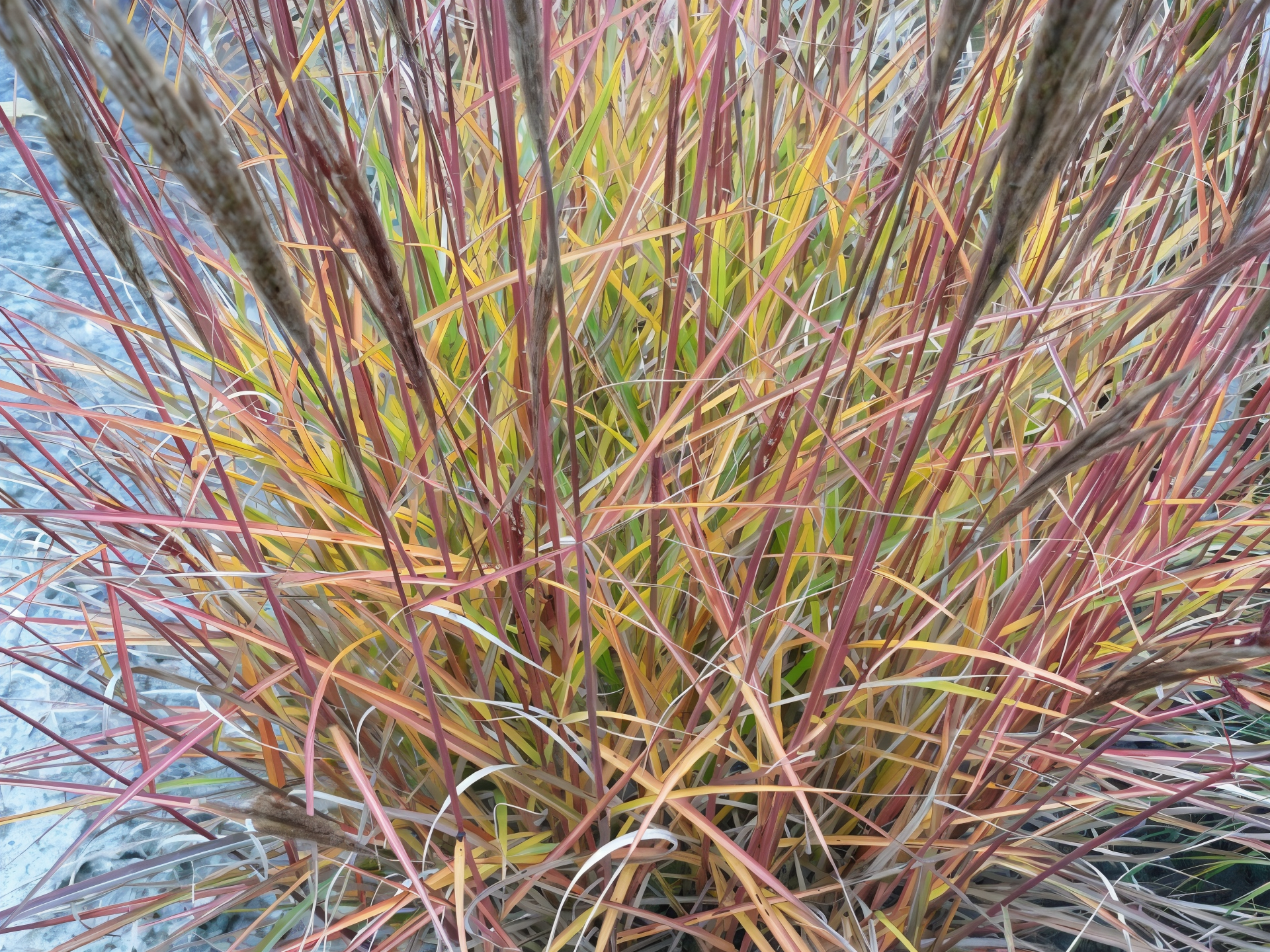 Miscanthus sinensis Ibiza, pianta ornamentale in giardino al tramonto