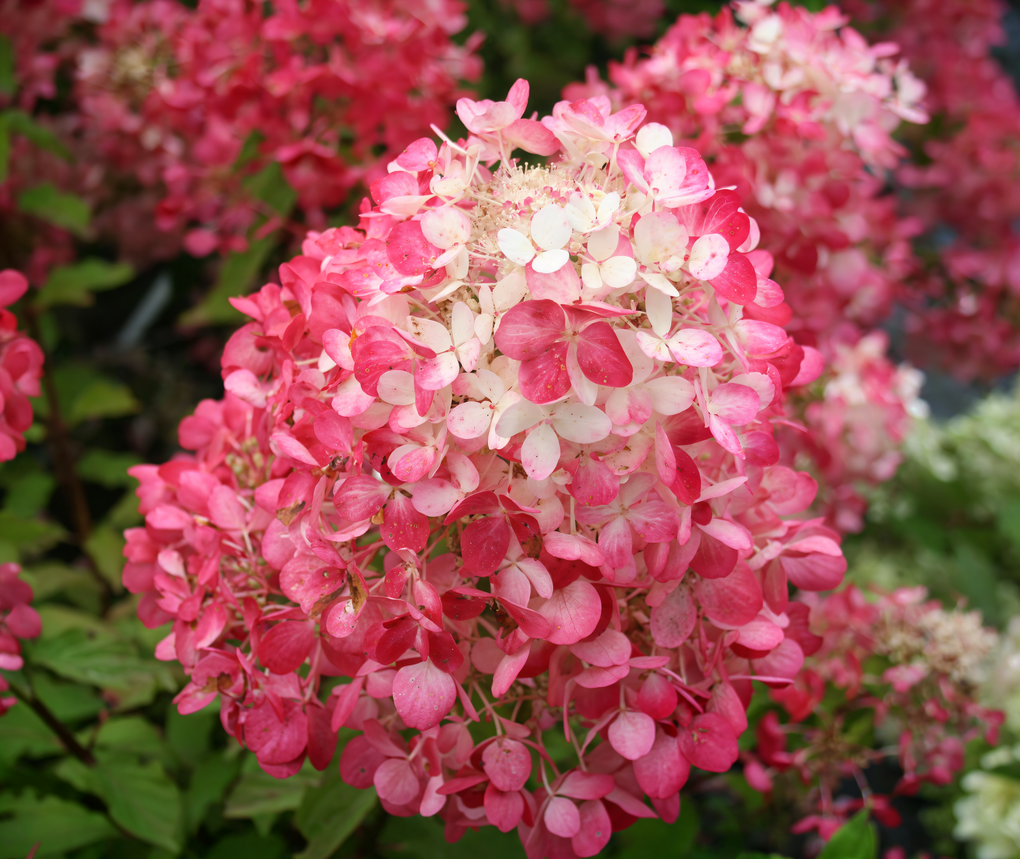 Hydrangea paniculata 'Diamant Rouge' con fiori rossi in pieno sole in giardino