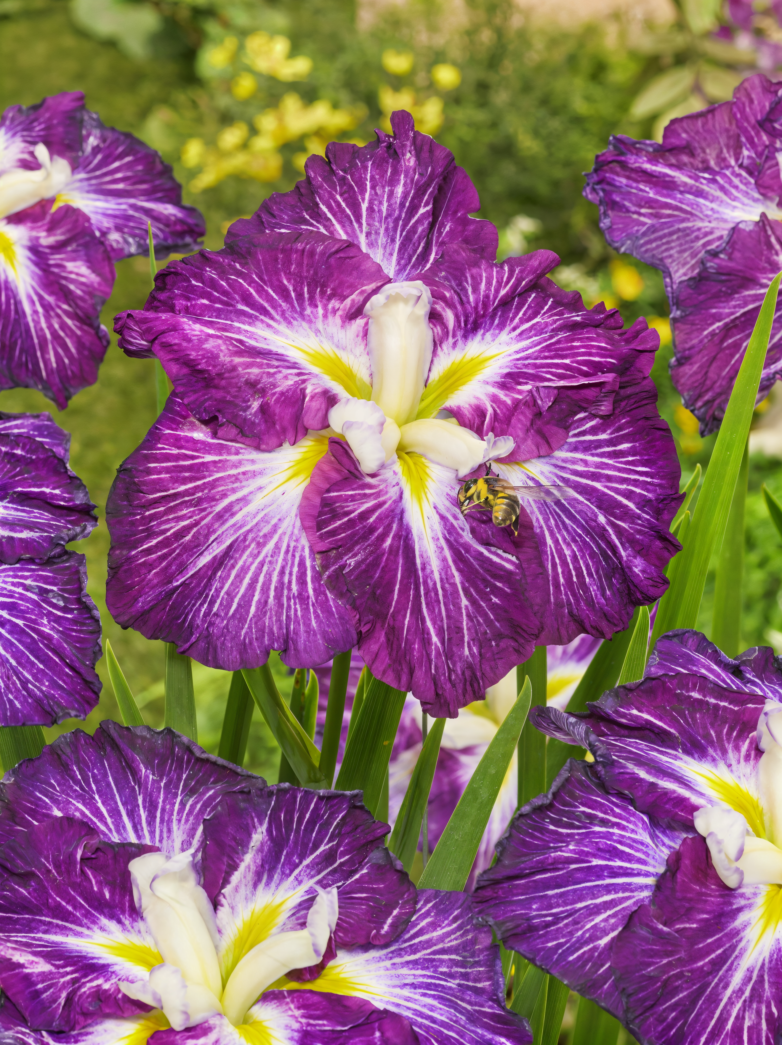 Iris ensata 'Dinner Plate Jell-o' con fiori rosa e bianchi in un laghetto