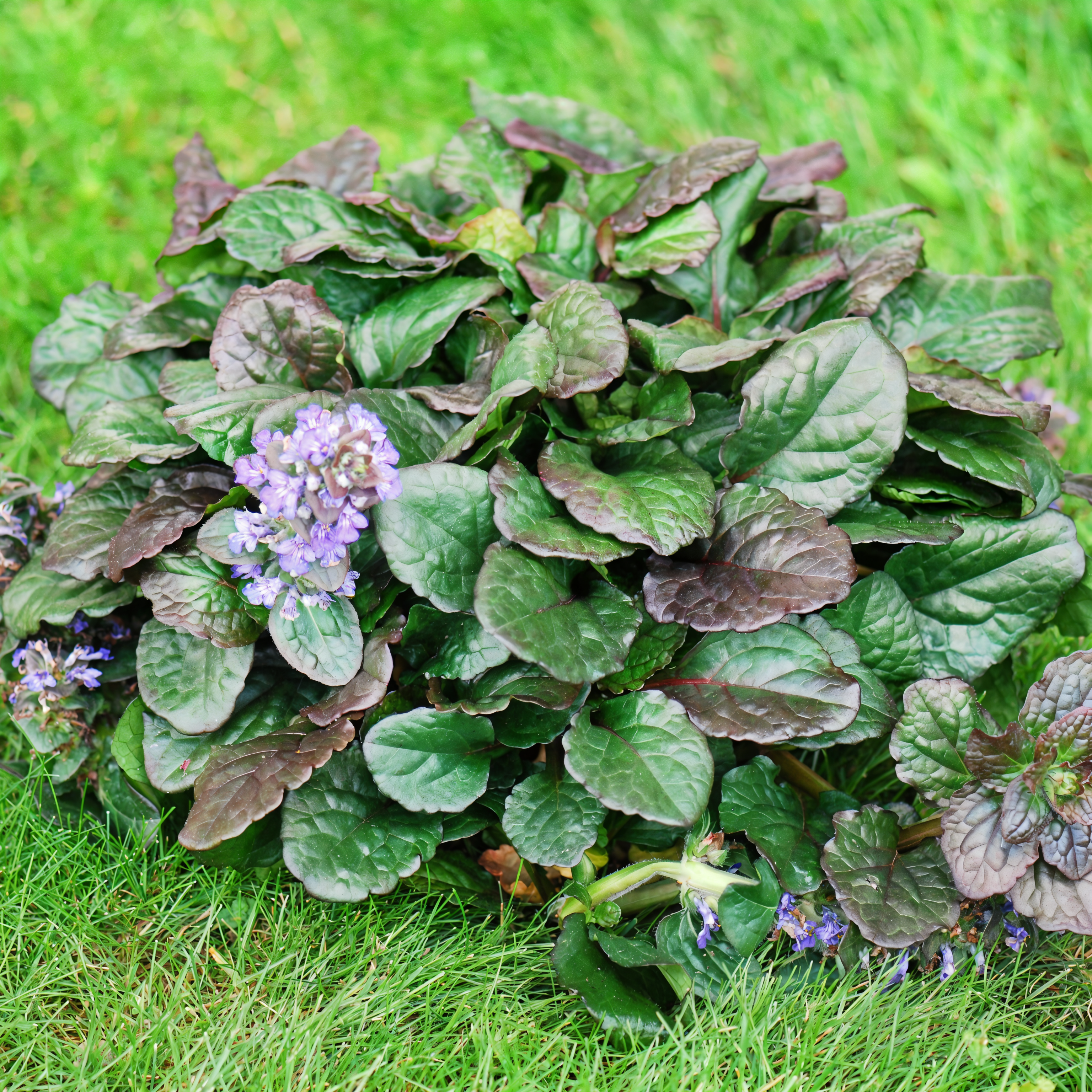 Ajuga reptans 'Black Scallop' con foglie scure e fiori blu viola in giardino