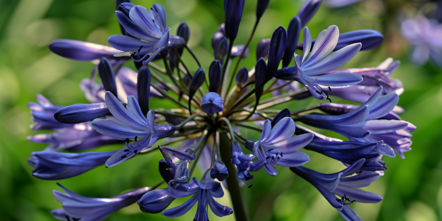 Agapanthus praecox 'Midnight Star' in fiore, colore blu navy intenso nel giardino