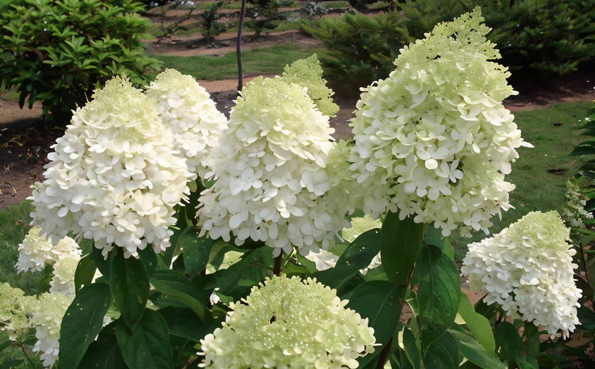 Hydrangea paniculata 'Limelight' in piena fioritura, un arbusto scenografico con fiori verde lime e bianchi per il giardino.