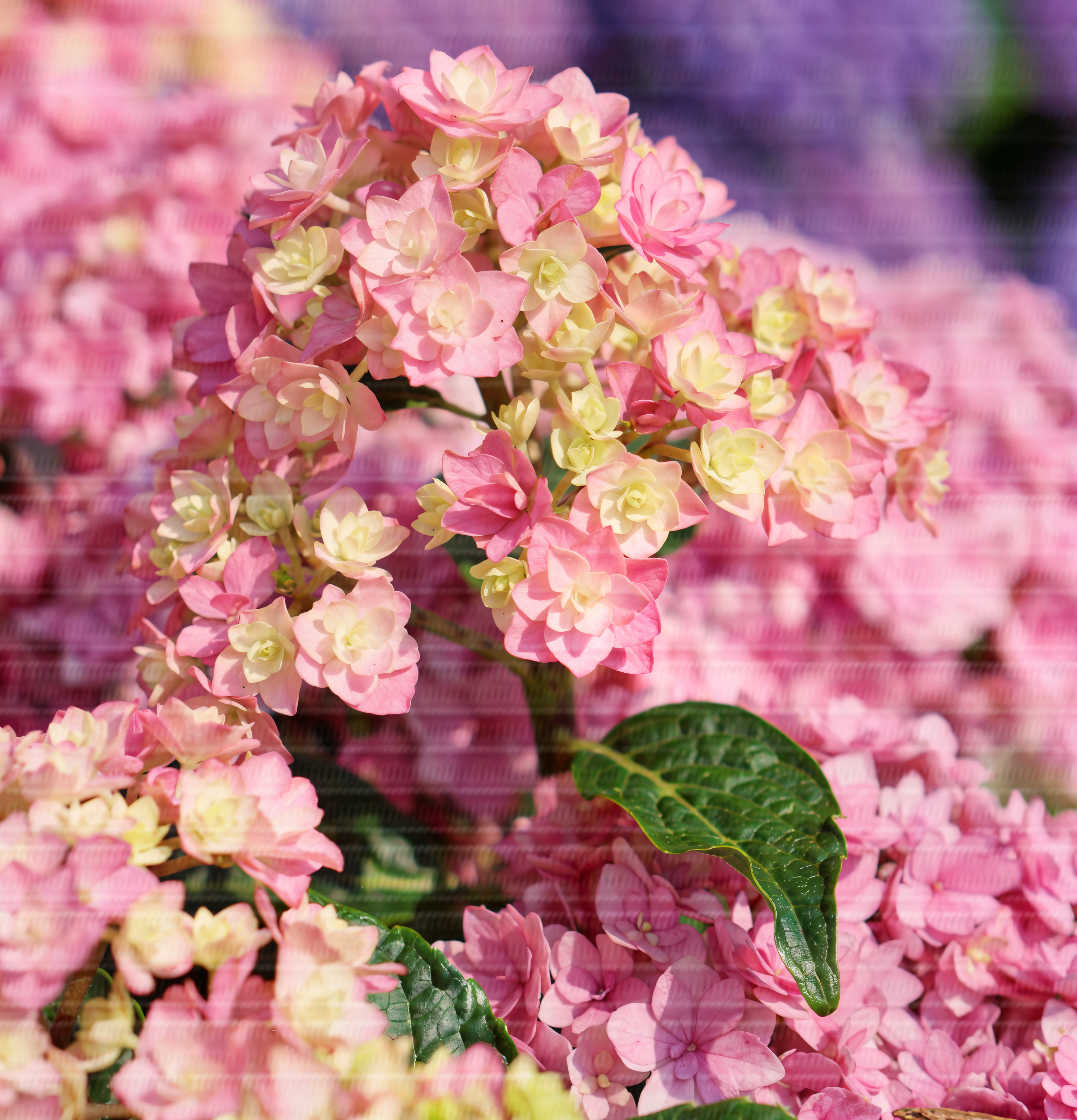 Hydrangea macrophylla 'You & Me Together' in piena fioritura rosa e viola