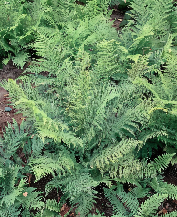 Athyrium filix-femina, felce femmina in contesto boschivo umido
