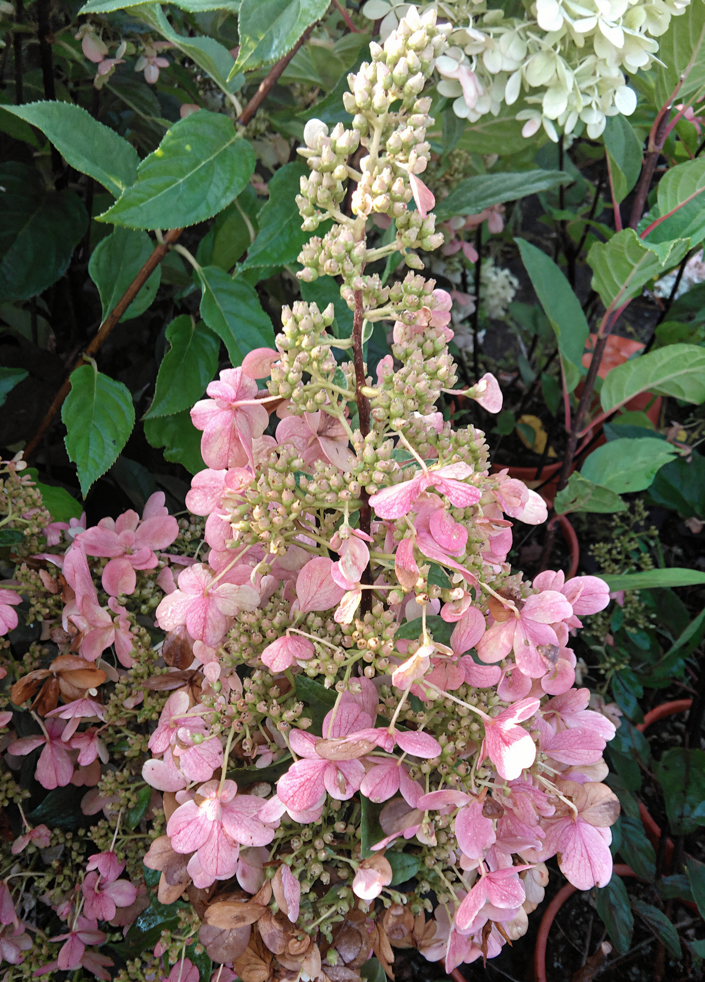 Hydrangea paniculata 'Candlelight' in piena fioritura con coni bianchi e crema in giardino.