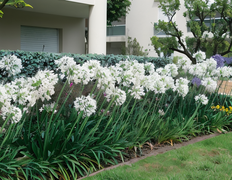 Agapanthus umbellathus bianco in piena fioritura in un giardino mediterraneo