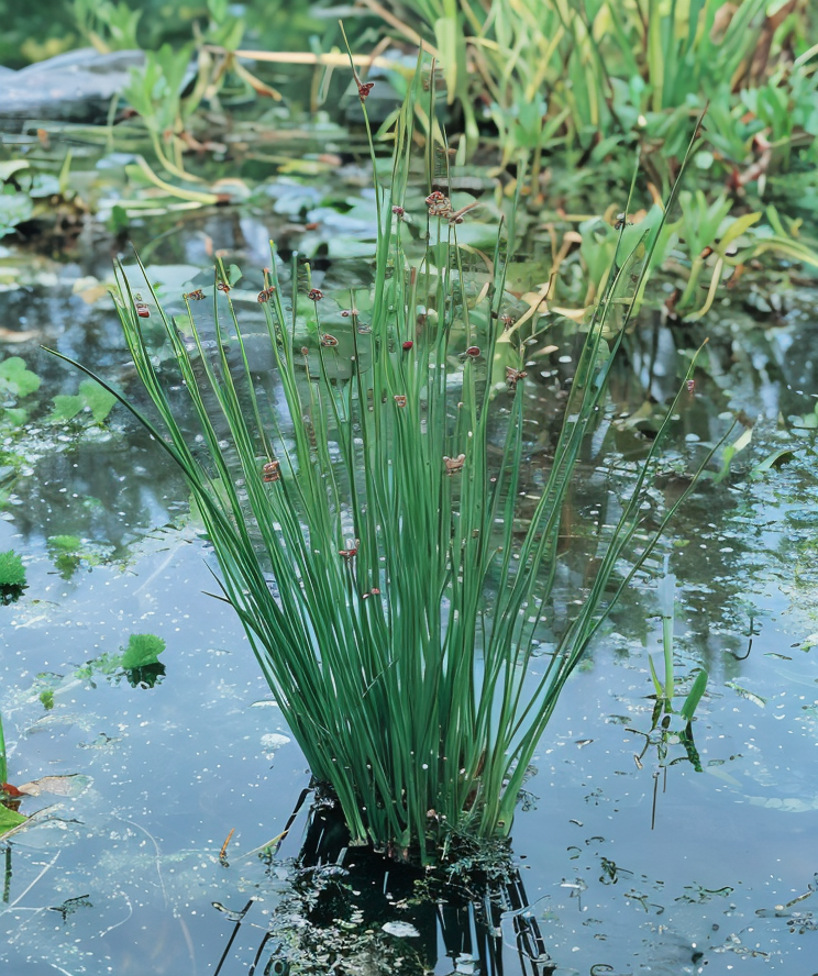 Juncus effusus in un giardino acquatico, dettaglio delle foglie cilindriche