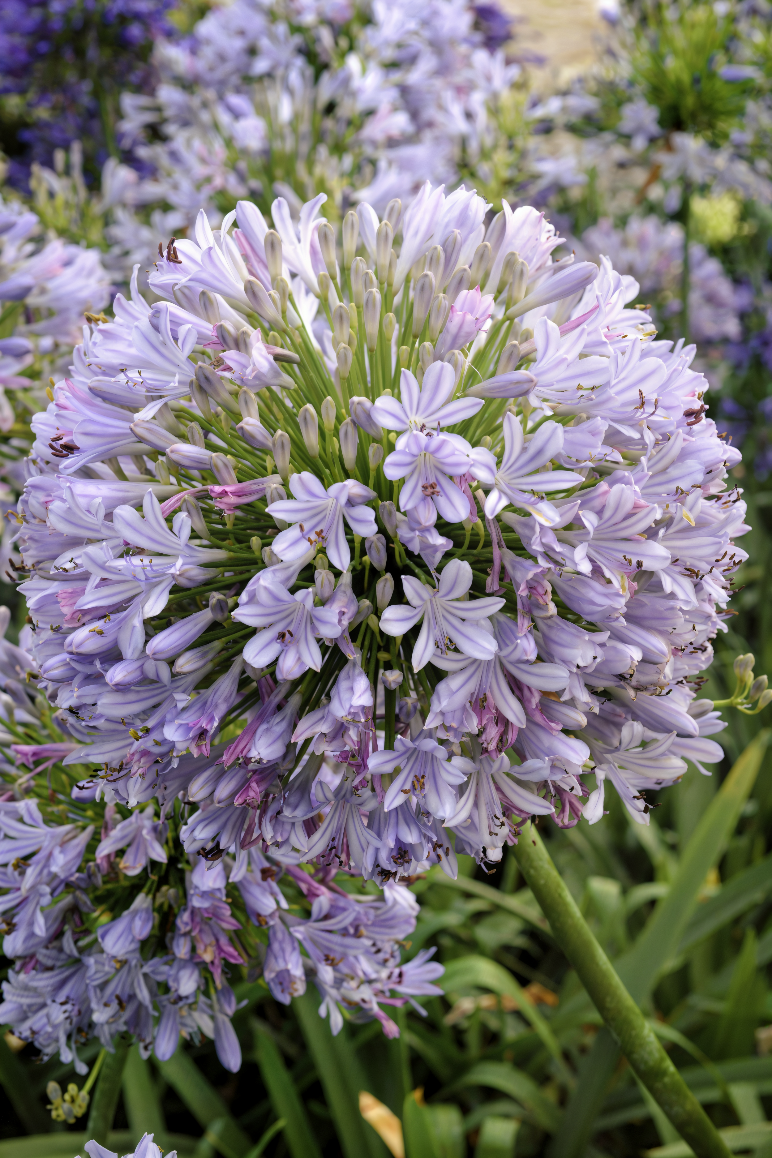 Agapanthus africanus Blue Infinity in piena fioritura con fiori blu intenso