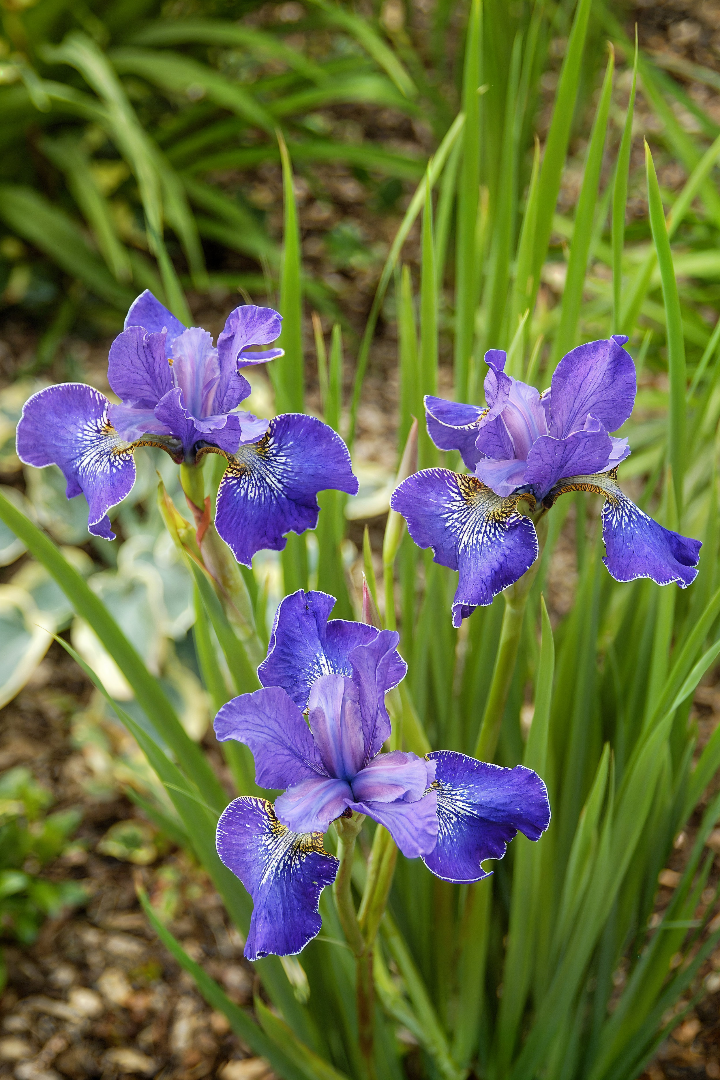 Iris sibirica 'Ever Again' fiori doppi blu-violetto in un bordo acquatico
