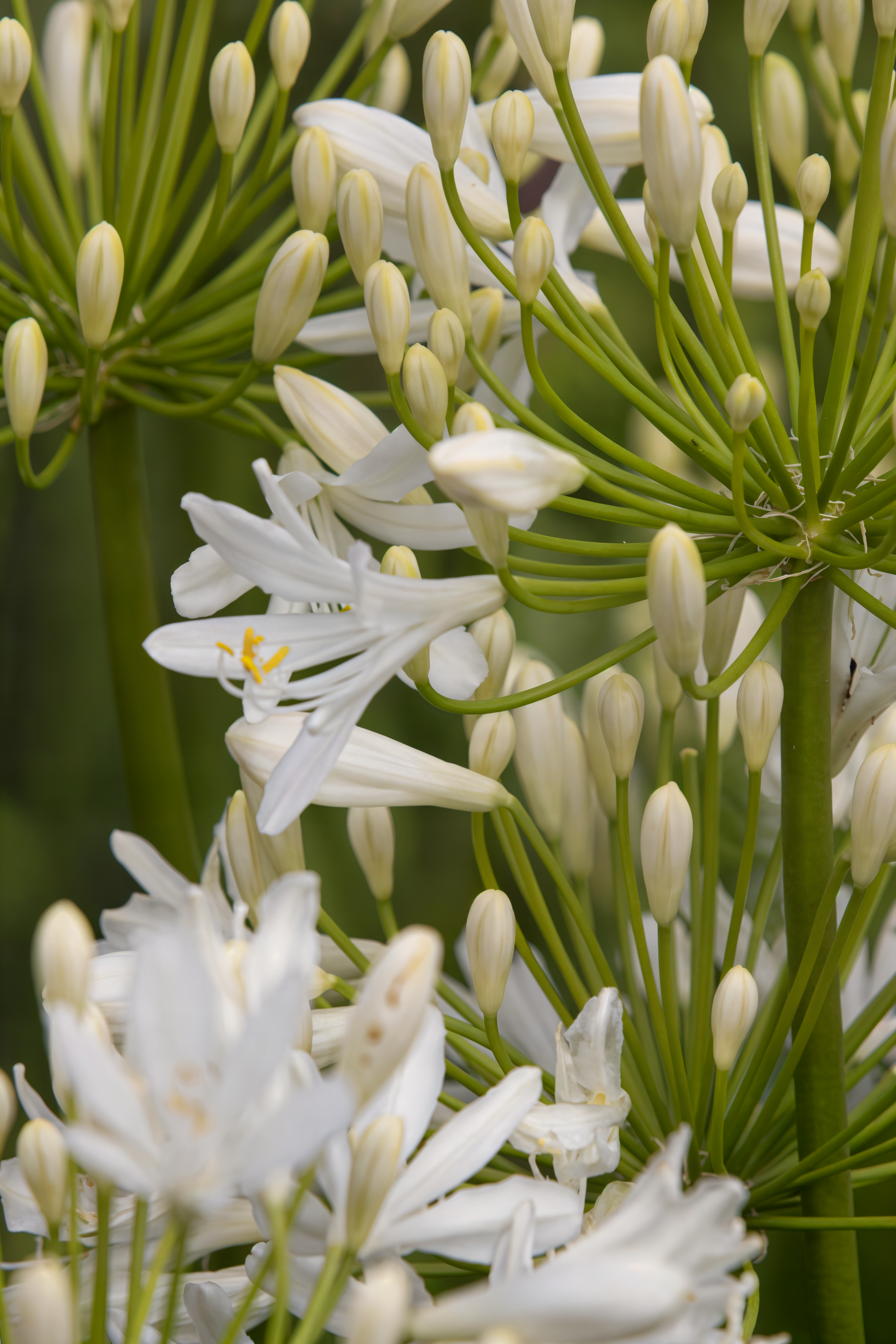 Agapanthus 'Bridal Bouquet' in piena fioritura, fiori bianchi eleganti in giardino