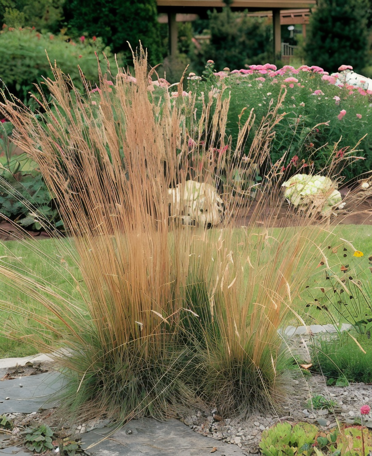 Festuca amethystina Walberla, ciuffo decorativo nel giardino roccioso