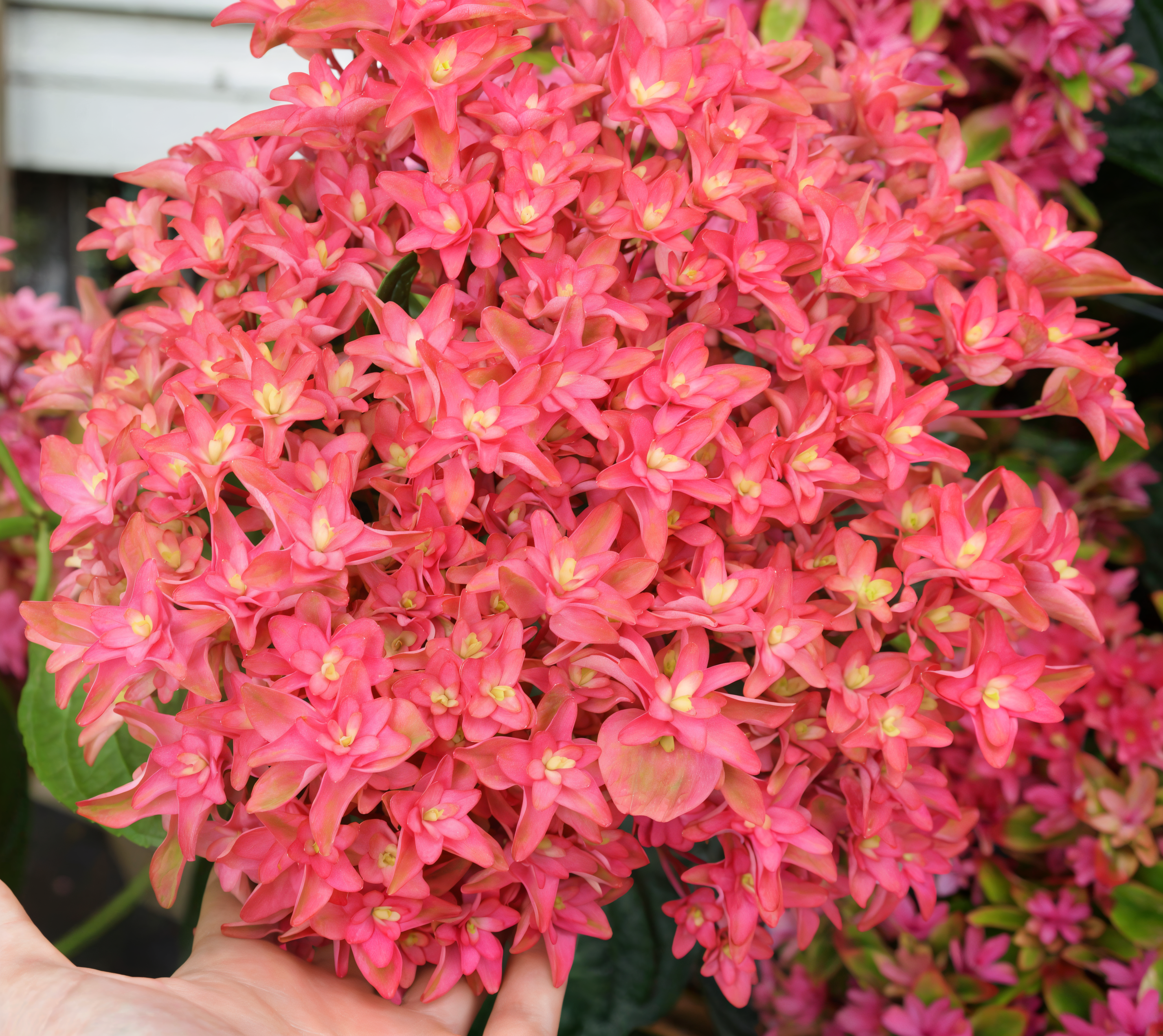 Hydrangea macrophylla 'Princess Diana' in piena fioritura, con i suoi grandi fiori rosa-violacei.
