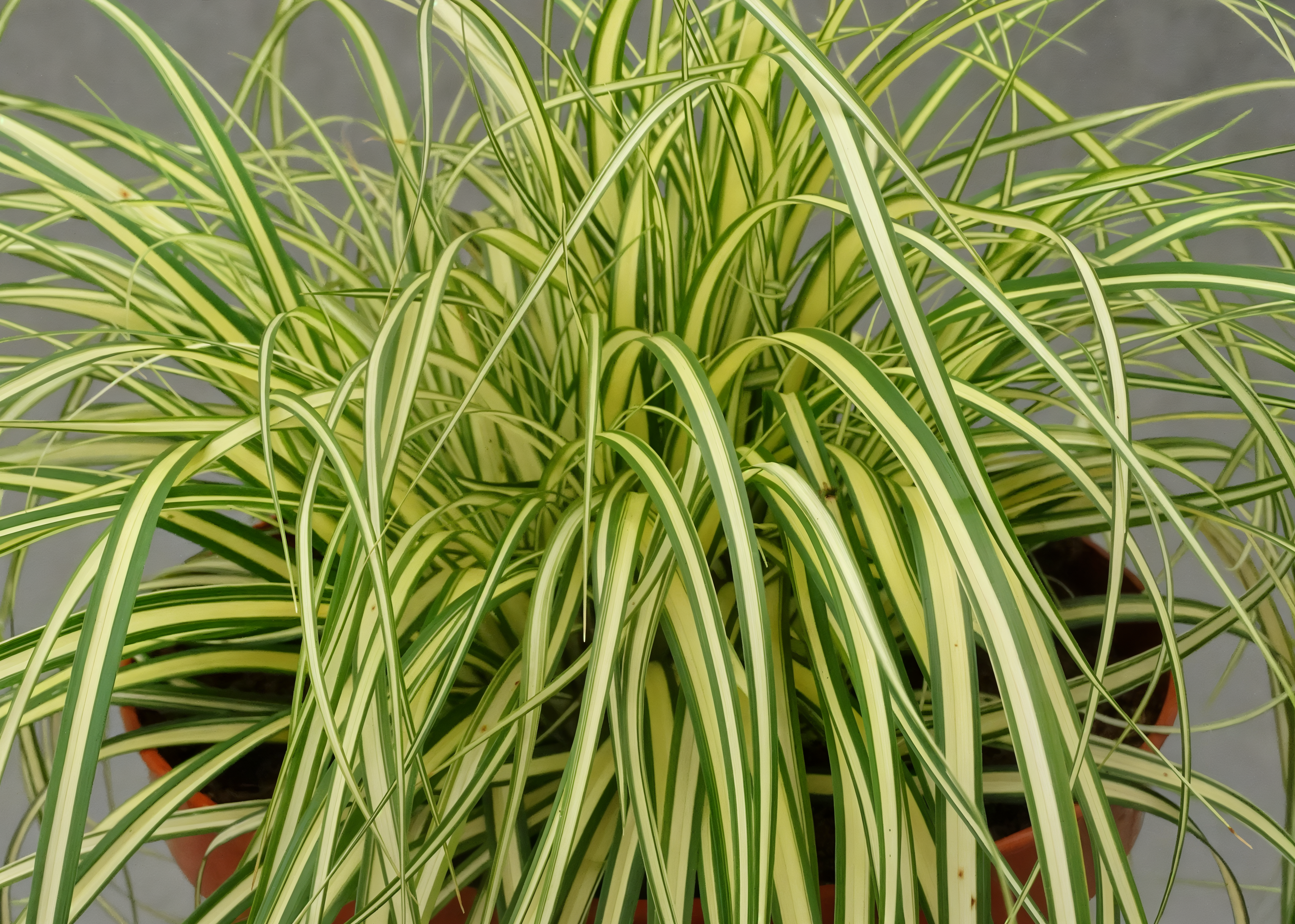 Carex oshimensis 'Maxigold' in un giardino roccioso con fogliame dorato