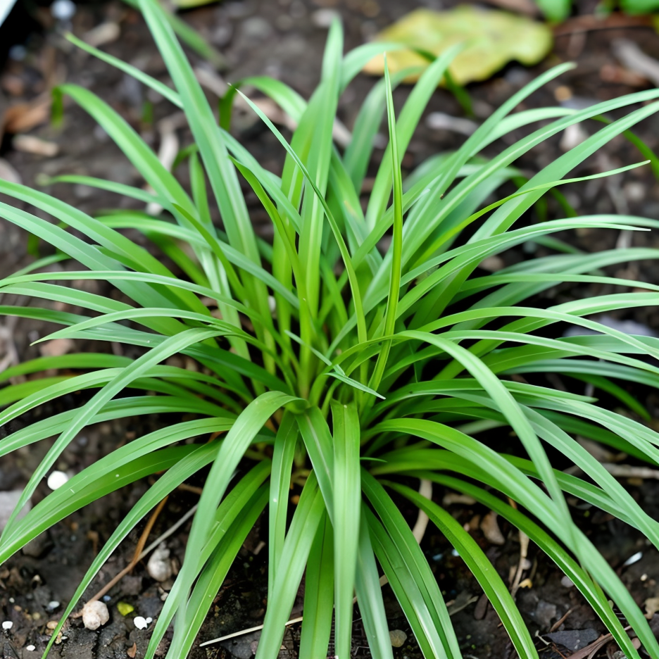 Carex morrowii in giardino zen, con fogliame verde striato e elegante